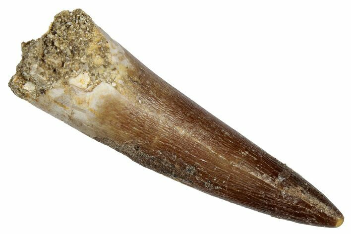 Fossil Plesiosaur (Zarafasaura) Tooth - Morocco #344234